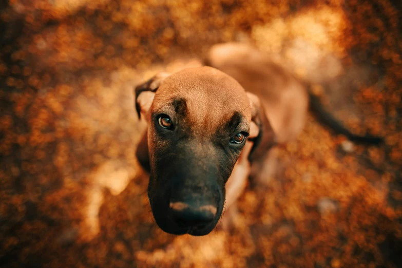 a brown dog looking up at the camera, pexels contest winner, renaissance, warm coloured, gif, pits, ground - level medium shot