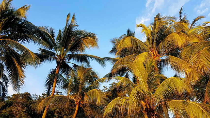 a number of palm trees near one another, by Carey Morris, pexels contest winner, late afternoon light, jamaican colors, thumbnail, slide show