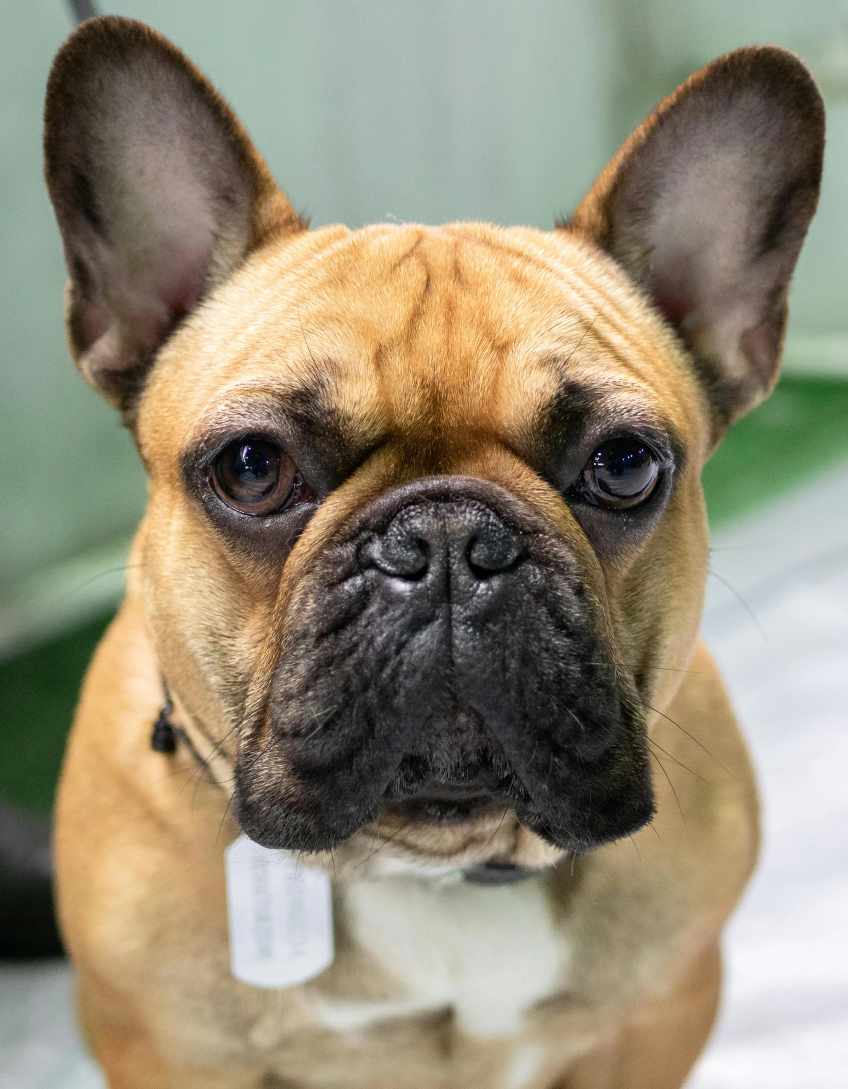 a close up of a dog on a bed, trending on unsplash, french bulldog, multiple stories, headshot photo, brown