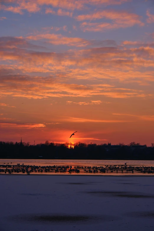 a flock of birds flying over a body of water, during a sunset, on the frozen danube, 2019 trending photo, cranes