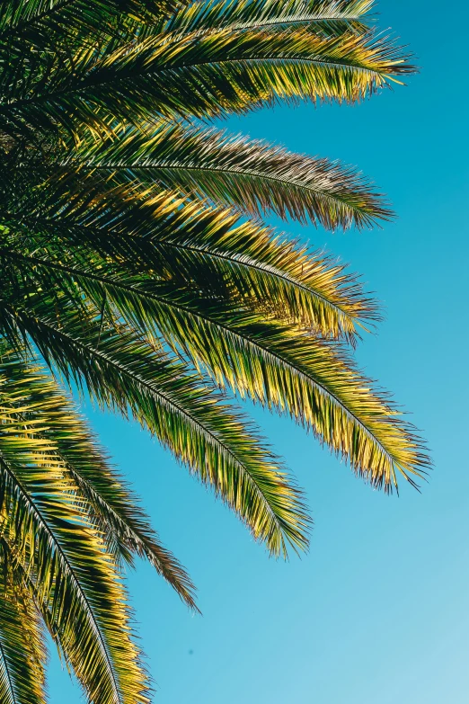 a palm tree in front of a blue sky, profile image, tropical color scheme, overhanging branches, a high angle shot