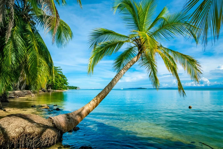 a palm tree leaning over a body of water, blue and green water, avatar image, multiple stories, crystal clear sea