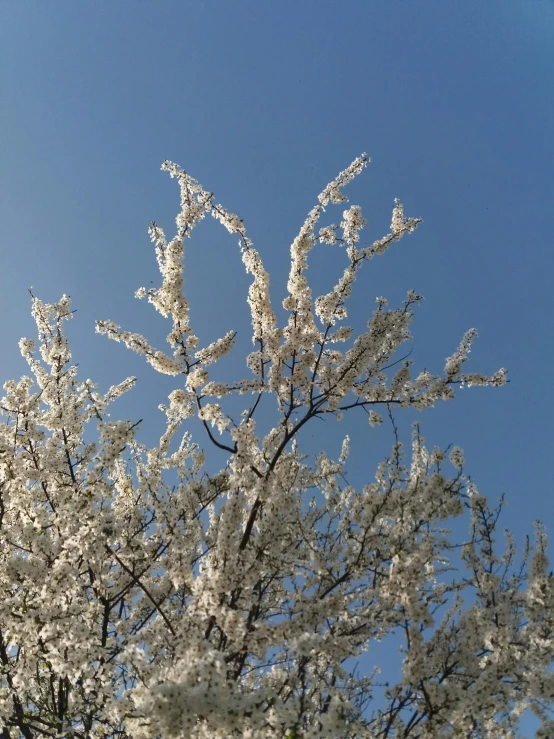 a tree with white flowers against a blue sky, trending on reddit, exterior photo