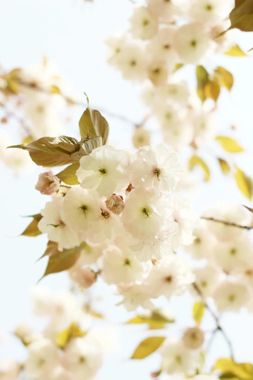 a bunch of white flowers on a tree, a digital rendering, unsplash, soft colors, cherry, loosely cropped, amber