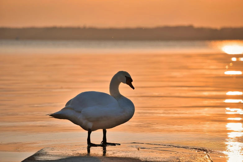 a swan standing on a rock in the water, during a sunset, lynn skordal, guide, frozen lake