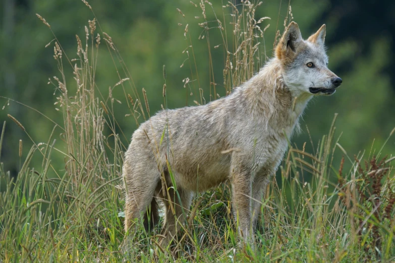 a lone wolf standing in a field of tall grass, by Jan Tengnagel, pexels contest winner, sumatraism, pale pointed ears, a dingo mascot, grey, a small