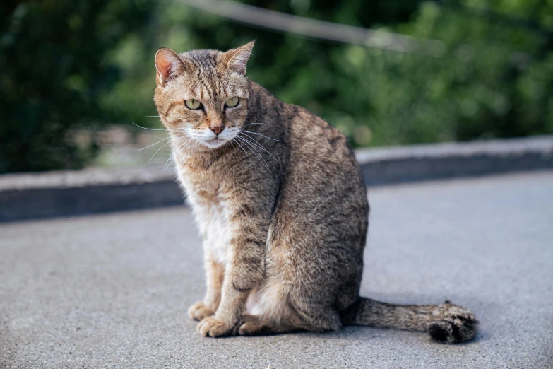 a cat sitting in the middle of the road, a portrait, by Julia Pishtar, unsplash, on the concrete ground, gif, low iso, japanese