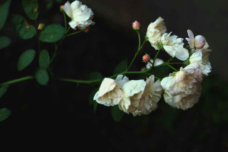 a close up of a bunch of white flowers, an album cover, unsplash, rose-brambles, very dark background, instagram photo, moonlit