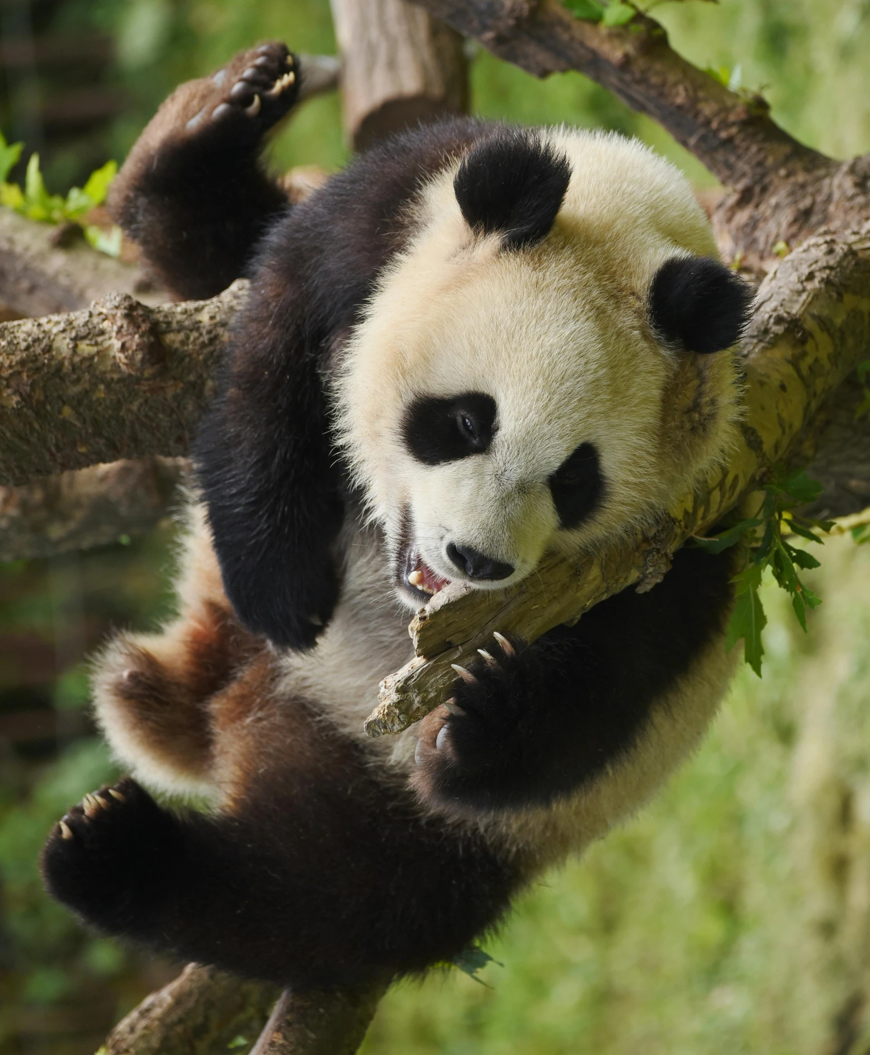 a panda bear sitting on top of a tree branch, pexels contest winner, all overly excited, no cropping, asian male, a high angle shot