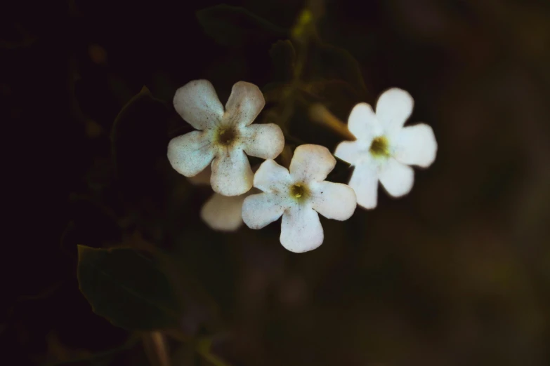 a group of white flowers sitting on top of a green plant, unsplash, tonalism, medium format, good lighted photo