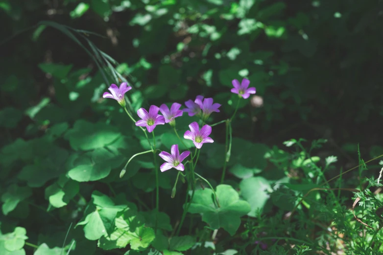 a group of purple flowers sitting on top of a lush green field, unsplash, lying on the woods path, instagram post, medium format. soft light, with laser-like focus