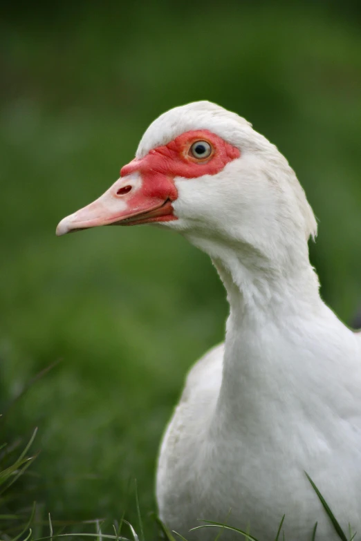 a white duck with a red beak sitting in the grass, by Jacob Duck, shutterstock contest winner, hurufiyya, headshot, pork, crane, porcelain skin ”