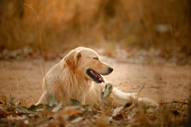 a dog that is laying down in the dirt, golden glow, golden colour, classic beauty, australian