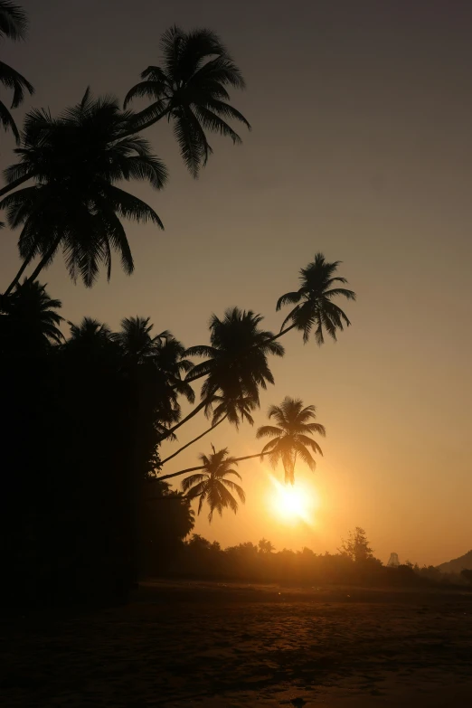 the sun is setting behind palm trees on the beach, guwahati, golden hour”