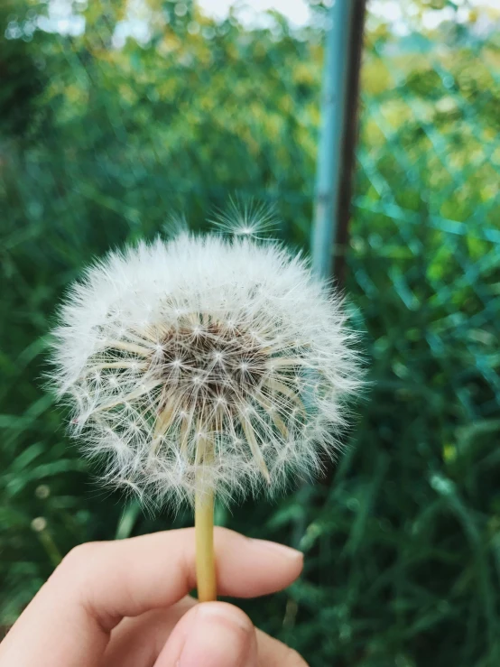 a person holding a dandelion in their hand, trending on unsplash, super fluffy, low quality photo, 🐿🍸🍋, instagram post