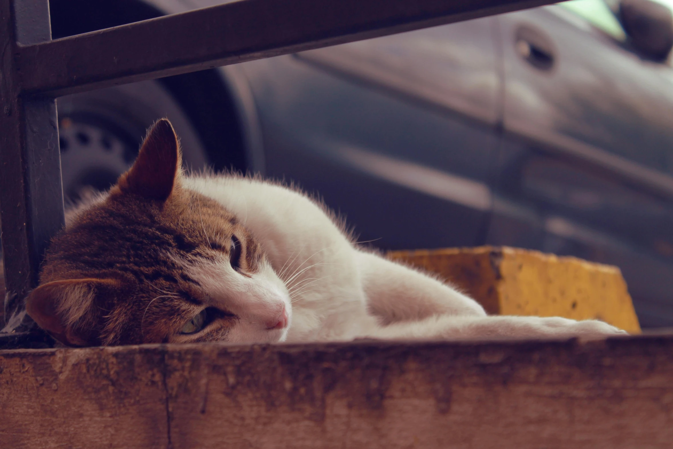 a cat that is laying down on the ground, by Elsa Bleda, unsplash, a wooden, street life, movie still of a tired, ignant