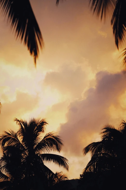 palm trees are silhouetted against a sunset sky, billowing clouds, taken in 1 9 9 7, fan favorite, ((sunset))