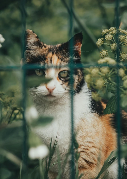 a cat sitting in the grass behind a fence, by Julia Pishtar, pexels contest winner, 4 k cinematic photo, covered in plants, she is looking at us, concept photo