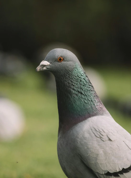 a pigeon standing on top of a lush green field, pexels contest winner, photorealism, close - up face, today\'s featured photograph 4k, multicoloured, analogue photo quality
