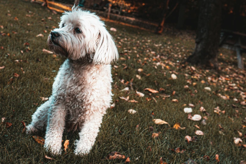 a white dog sitting on top of a lush green field, pexels contest winner, photorealism, covered in fallen leaves, white hairs, thumbnail, evening time