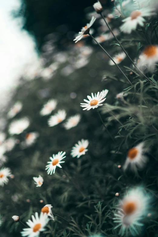 a bunch of white flowers sitting on top of a lush green field, inspired by Elsa Bleda, trending on unsplash, chamomile, night mood, ilustration, grey