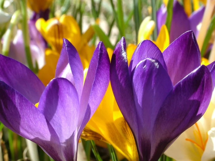 a group of purple and yellow flowers in a field, by Carey Morris, pexels contest winner, closeup 4k, spring light, petals, botanic garden