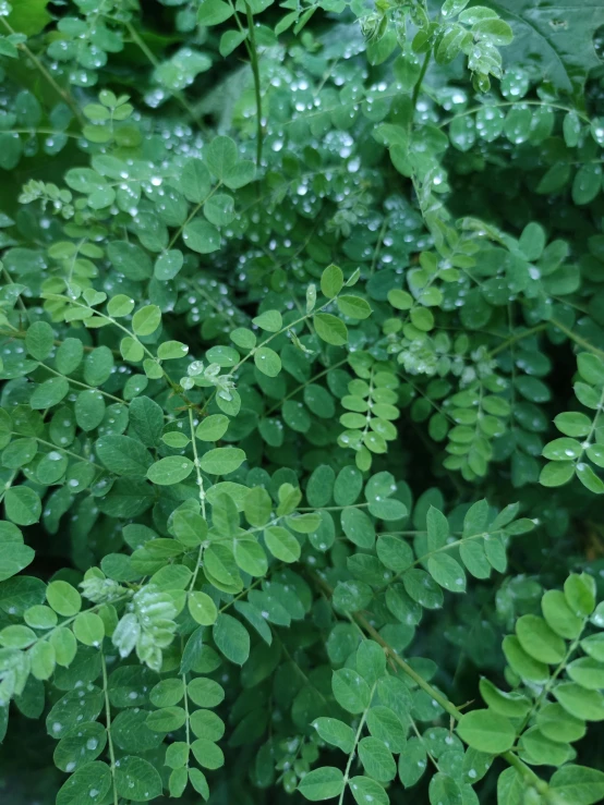 a close up of a plant with water droplets on it, moringa oleifera leaves, promo image, birdseye view, thick bushes