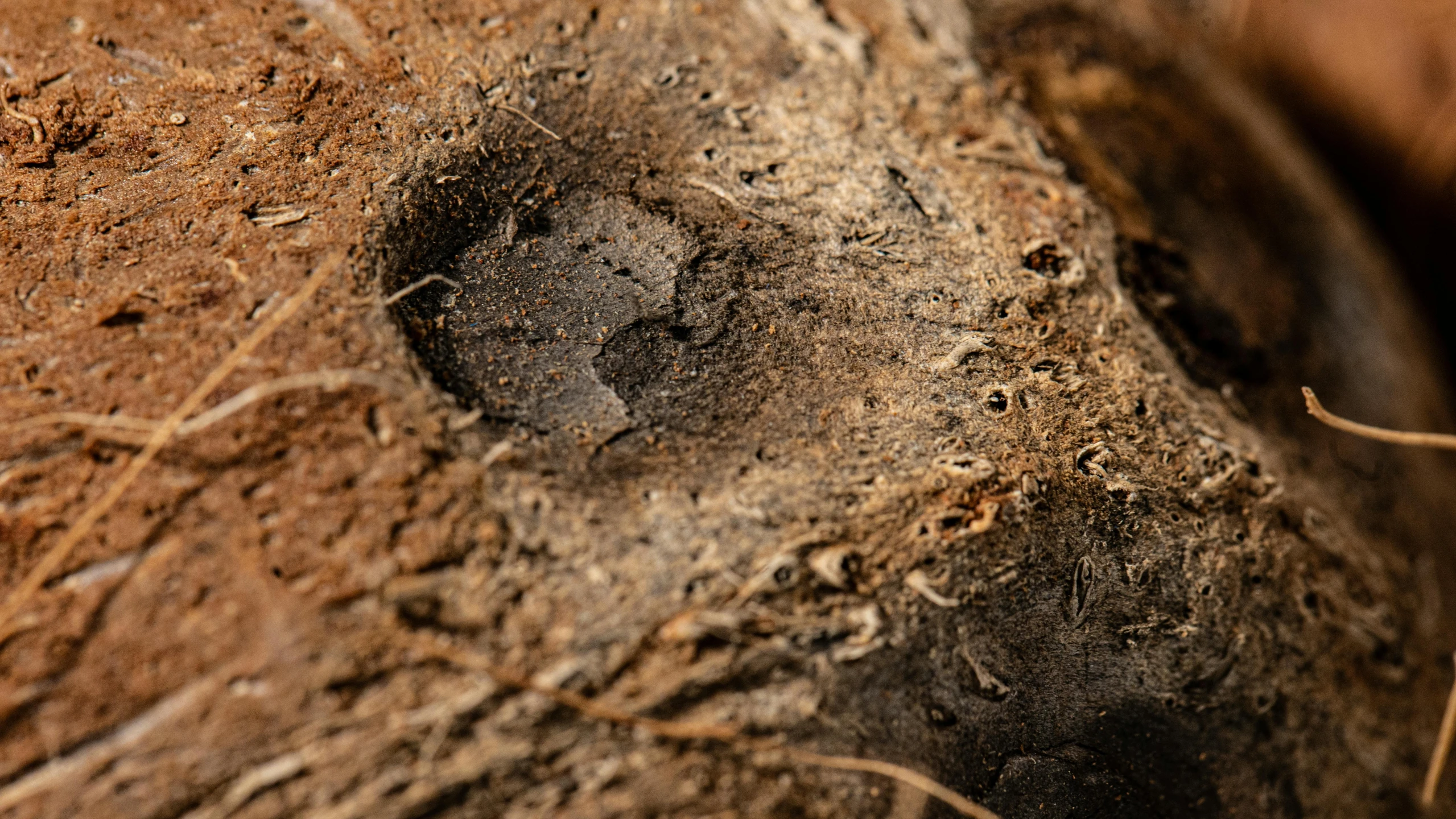 a close up of a piece of wood with dirt on it, by Daniel Lieske, unsplash, renaissance, trenches bombs, ignant, a horned, high resolution product photo