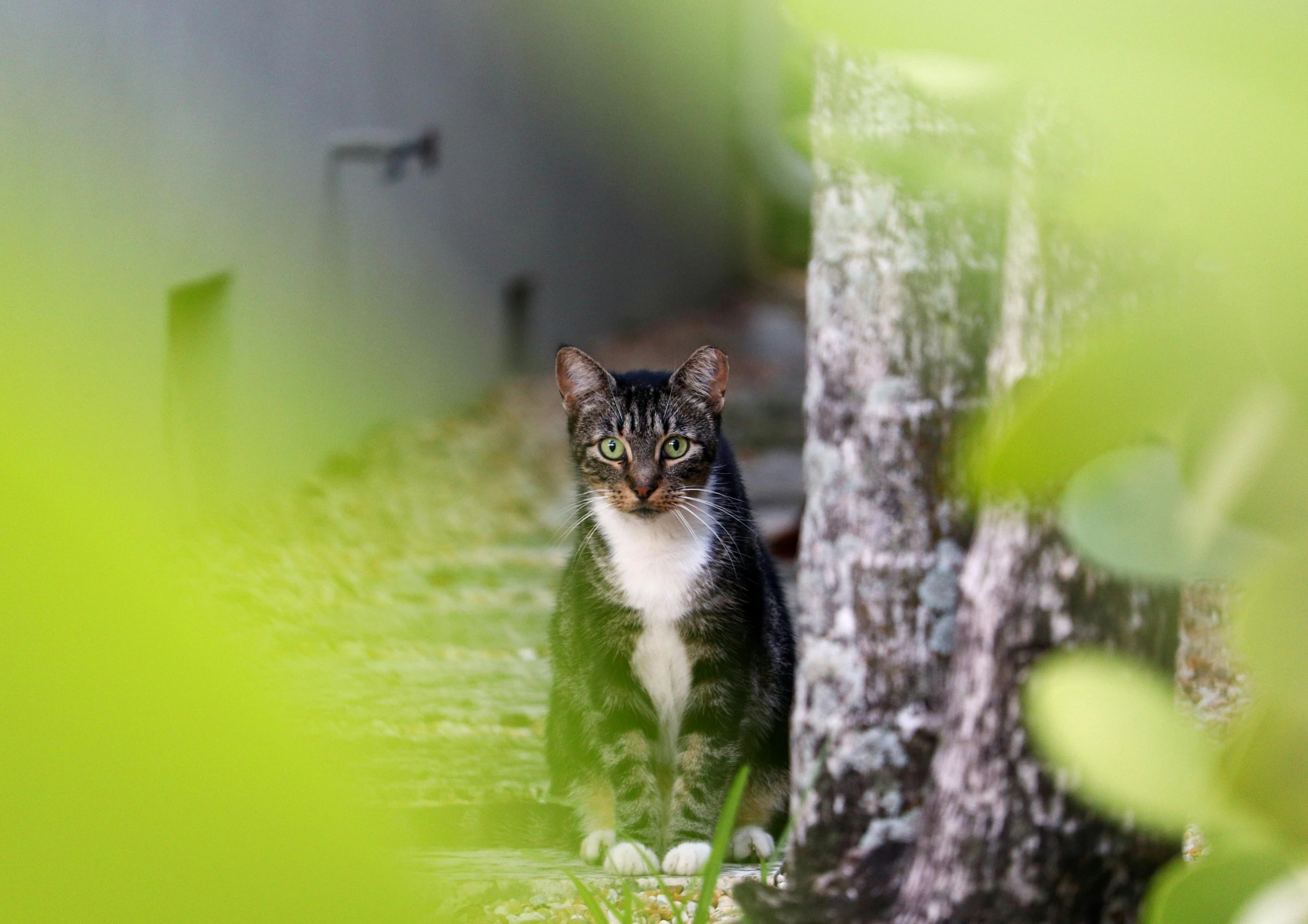 a cat sitting on the ground next to a tree, a portrait, by Bernie D’Andrea, unsplash, photorealism, hiding behind obstacles, lush and green, with laser-like focus, with a white muzzle