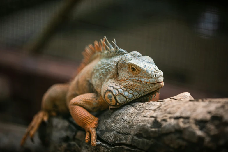 a close up of a lizard on a rock, a portrait, pexels contest winner, sumatraism, a wooden, australian, perched on intricate throne, 🦩🪐🐞👩🏻🦳