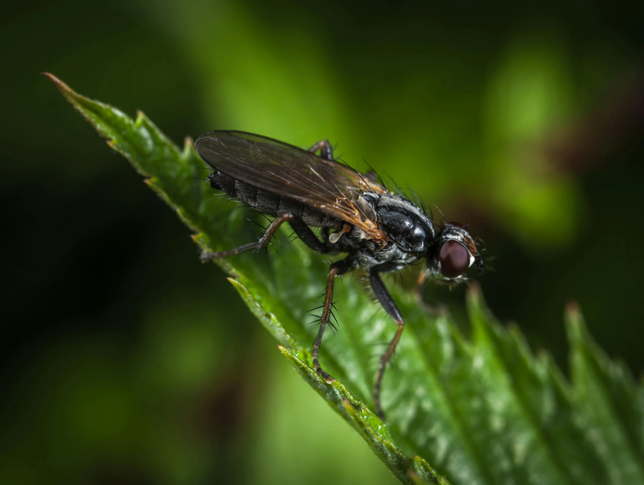 a close up of a fly on a leaf, pexels contest winner, hurufiyya, black, mid 2 0's female, full body in shot, avatar image