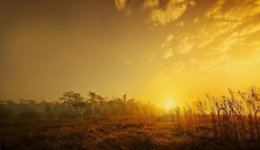 a giraffe standing on top of a grass covered field, located in a swamp at sunrise, shades of gold display naturally, misty swamp, a yellow sun shining down