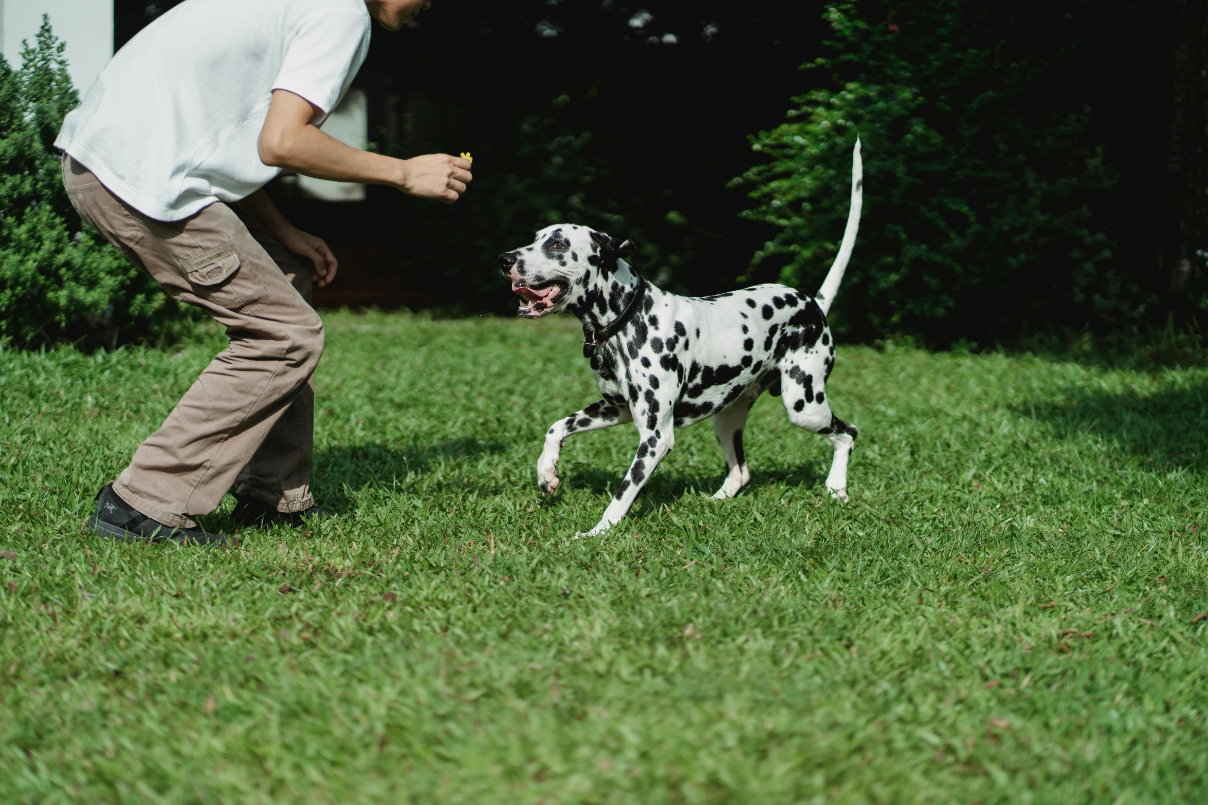 a man playing frisbee with a dalmatian dog, pexels contest winner, 1 6 x 1 6, high quality photo, gardening, male emaciated