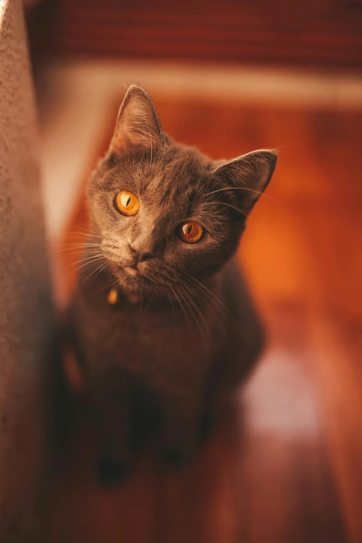 a gray cat sitting on top of a hard wood floor, by Sebastian Spreng, pexels contest winner, fiery eyes, warm glow, gray and orange colours, cinematic closeup