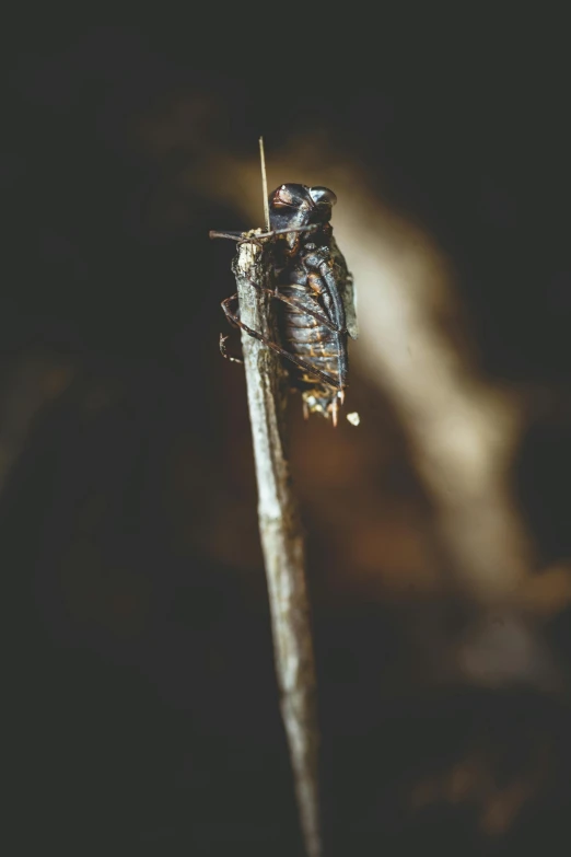 a bug that is sitting on a stick, by Jesper Knudsen, pexels contest winner, light and dark, rotting, ((sharp focus)), analog photo