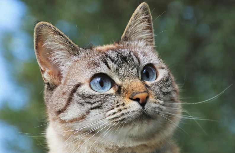 a close up of a cat with blue eyes, an album cover, by Gwen Barnard, shutterstock, nature photo, brown, tabaxi, looking at the sky