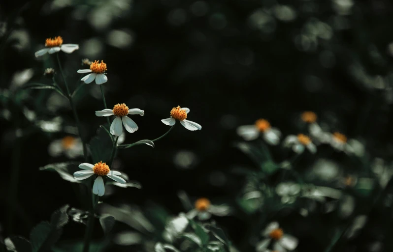 a bunch of white flowers sitting on top of a lush green field, inspired by Elsa Bleda, pexels contest winner, orange blooming flowers garden, with a black dark background, chamomile, instagram photo