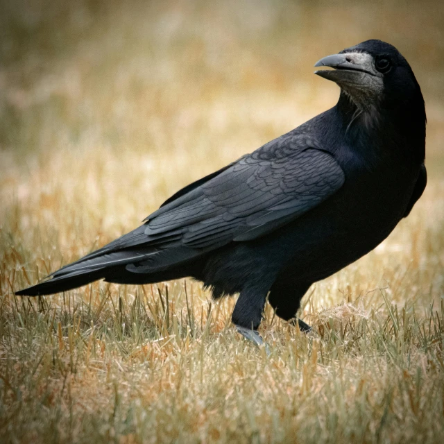 a black bird standing on top of a grass covered field, inspired by Gonzalo Endara Crow, pexels contest winner, renaissance, rounded beak, kneeling, long raven hair, on ground