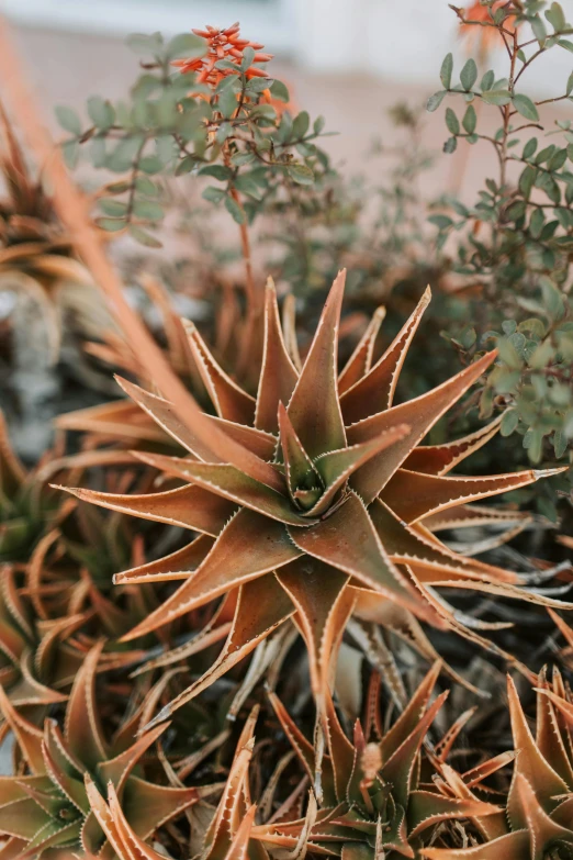 a close up of a plant in a pot, by Gwen Barnard, trending on pexels, land art, with spikey short brown hair, wide high angle view, resembling a crown, warm hues