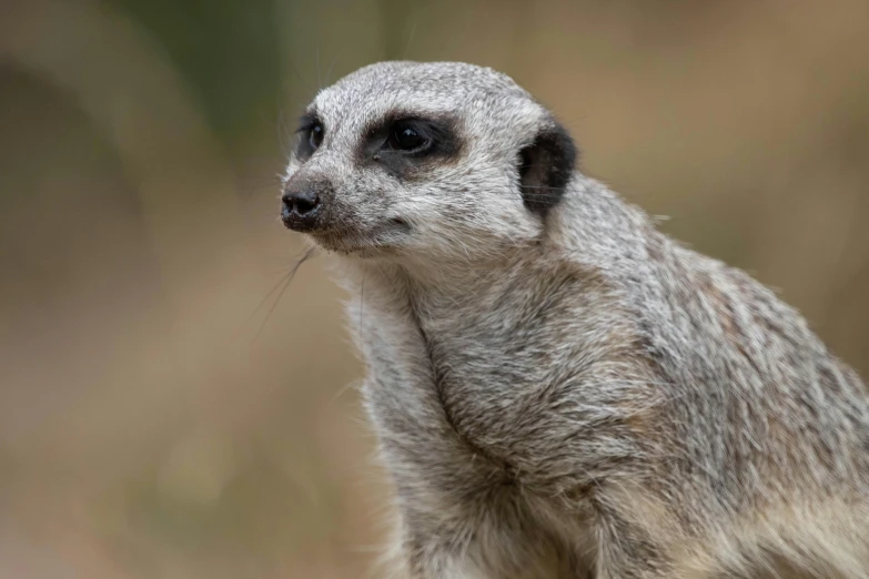 a close up of a small animal on a field, a portrait, trending on pexels, round narrow chin, silver eyes full body, african sybil, digital image