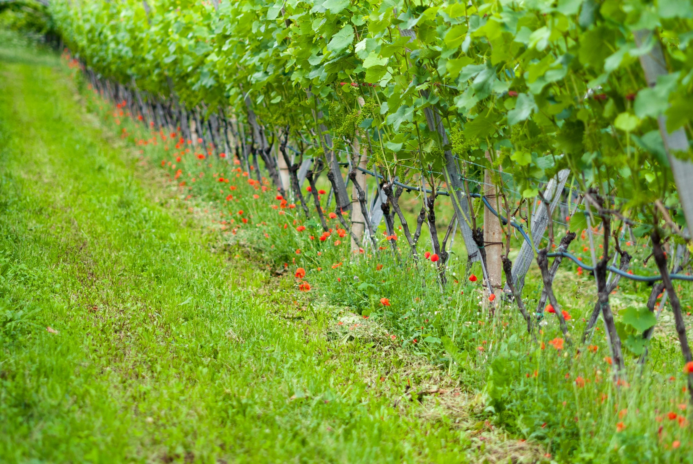 a row of vines with red flowers in the foreground, lush green, maintenance photo, subtle vibrancy, high quality product image”
