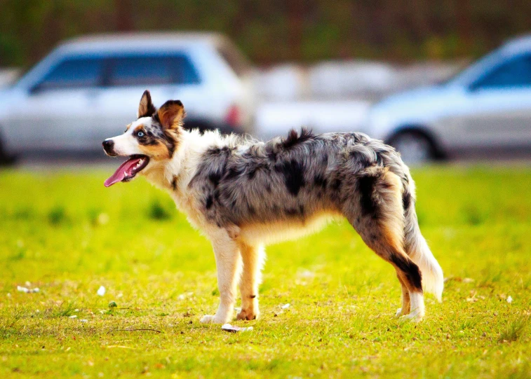 a dog that is standing in the grass, at a park, aussie, multicoloured, square