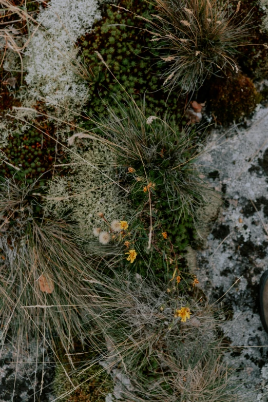 a pair of shoes sitting on top of a snow covered ground, an album cover, inspired by Elsa Bleda, trending on unsplash, land art, organic mushroom lichen moss, looking down from above, wildflowers and grasses, panoramic shot
