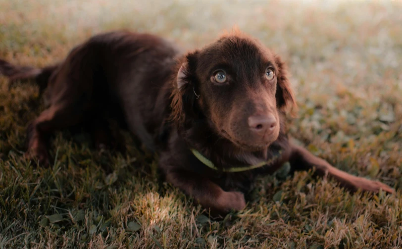 a brown dog laying on top of a grass covered field, chocolate, bright eyes, australian, unsplash contest winning photo