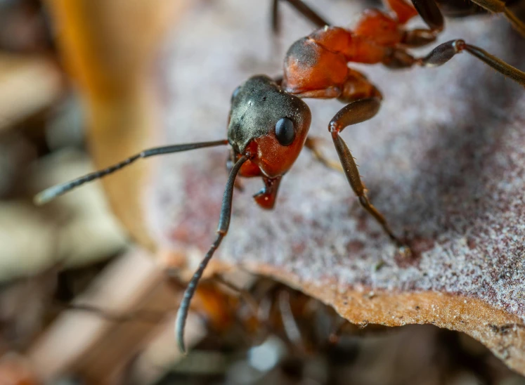 a couple of ants standing on top of a leaf, a macro photograph, by Adam Marczyński, pexels contest winner, monstrous ant, looking threatening, a wooden, avatar image