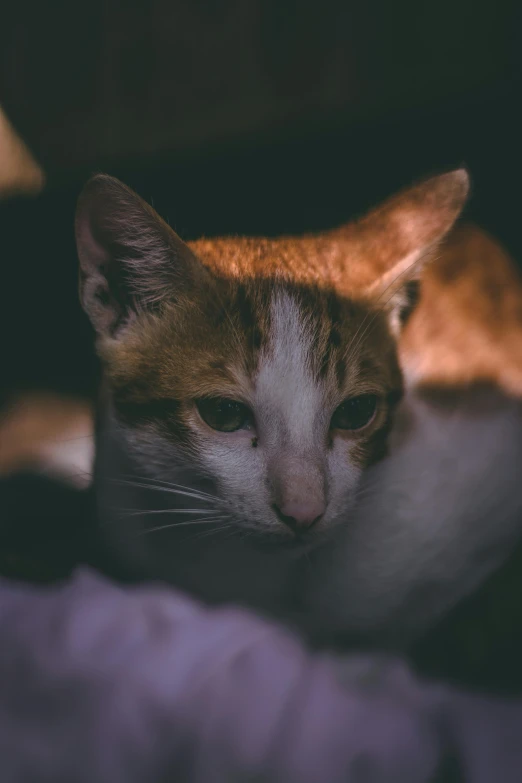 a close up of a cat laying on a bed, by Niko Henrichon, pexels contest winner, portrait soft low light, gif, wide neck, mixed animal