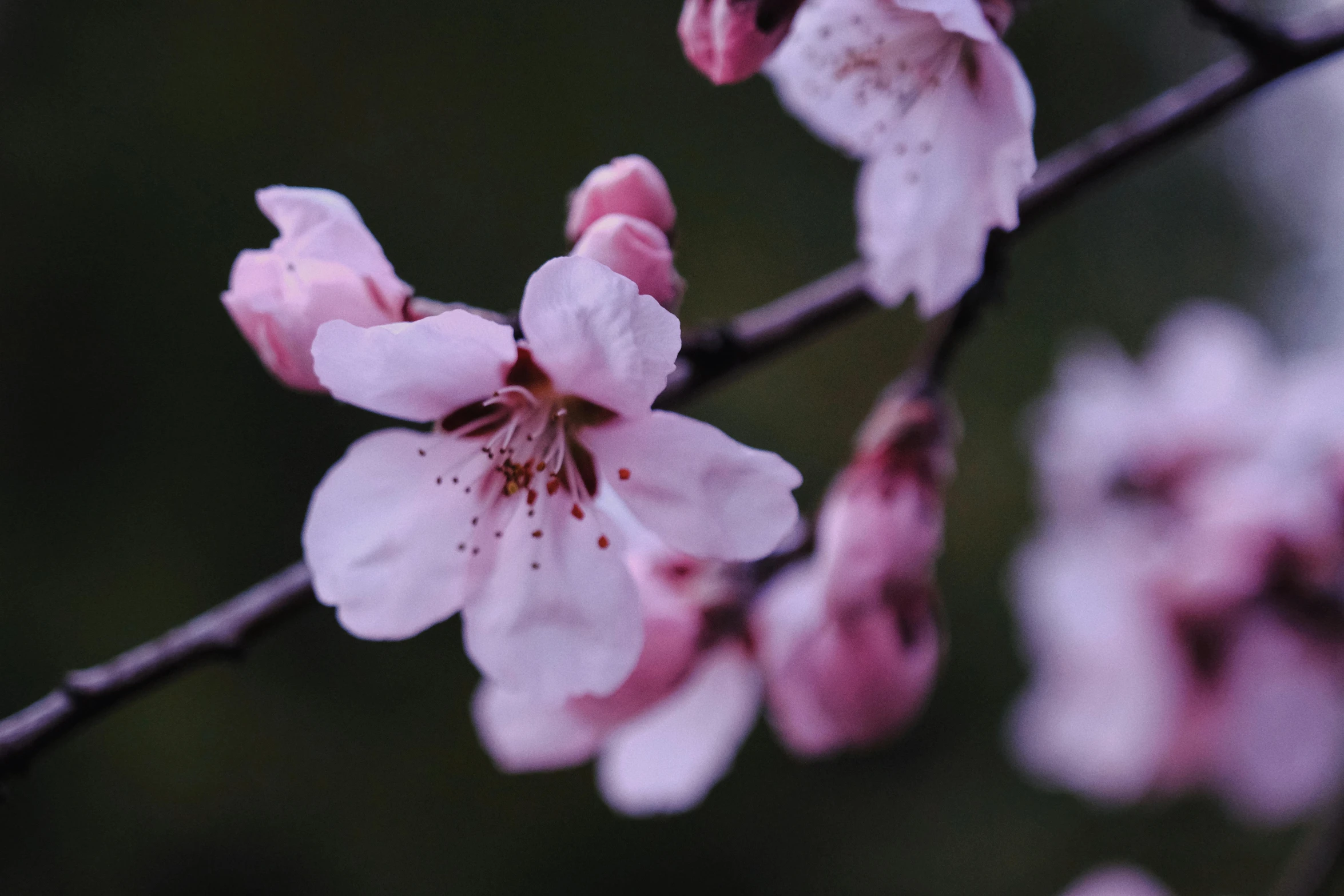 a close up of some pink flowers on a tree, an album cover, by Niko Henrichon, trending on unsplash, paul barson, plum blossom, closeup 4k, low quality photo