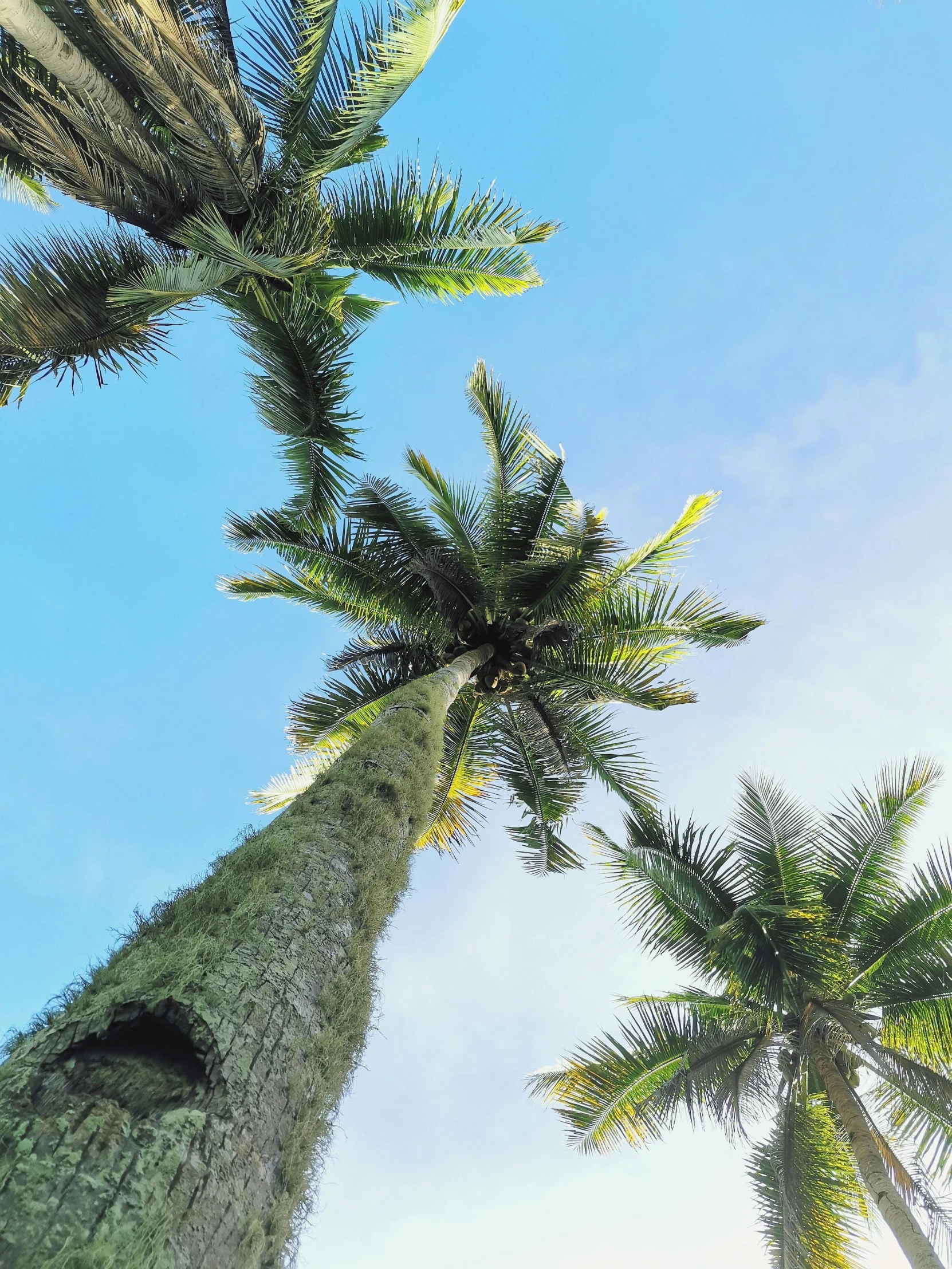 a couple of tall palm trees standing next to each other, by Rachel Reckitt, unsplash, sumatraism, blue sky above, background image, puerto rico, with fruit trees