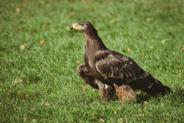 a large bird standing on top of a lush green field, pexels contest winner, hurufiyya, crouching, eagle feather, years old, golden detailing