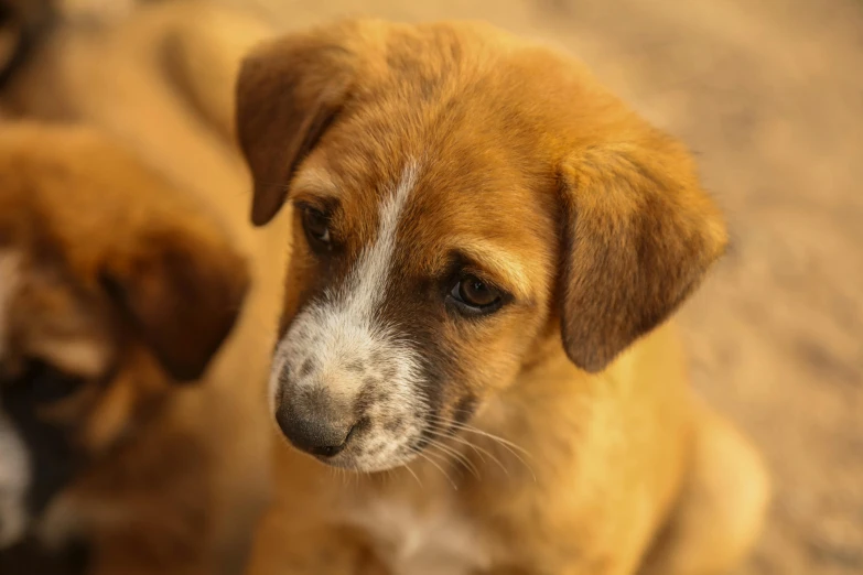 two brown and white dogs sitting next to each other, inspired by Elke Vogelsang, pexels contest winner, close up shot a rugged, puppies, a screenshot of a rusty, manuka